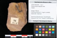 Foto (Objekt + Etikett) von Enteromorpha stagnalis Heer (NHMW-GEO-2024-0188-0094)